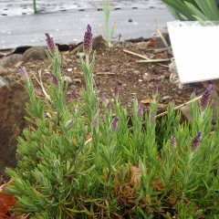 ラベンダー・ストエカスの花穂が上がって来ました