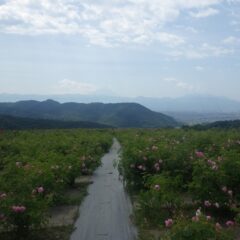 遠くに富士山を望む農場のローズ畑