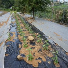 先日定植したホーリーバジル