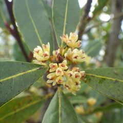 ローレルの雌花が咲き始めました