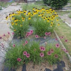 事務局前ではエキナセアの花が満開になりました