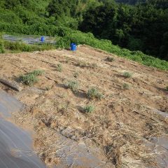 ラベンダー畑の除草作業