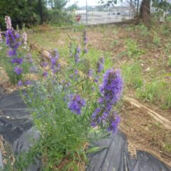 ヒソップ（紫花）の花も満開です