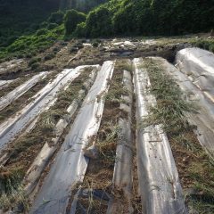 この天候で除草した草は直ぐにしおれていきます