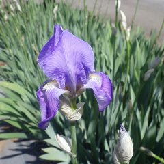 オリス（匂いあやめ）の花が一輪咲きました
