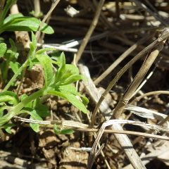 レモンバーベナの新芽が出て来ました