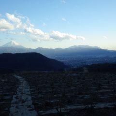 今日も作業は夕暮れまで続けられました