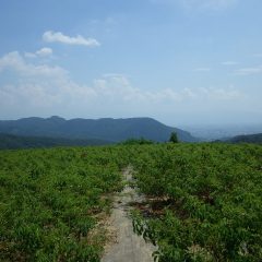 湿度が高く立っているだけで汗が噴き出すローズ畑　　遠くで雷鳴が轟いているものの雨の降る気配はありません