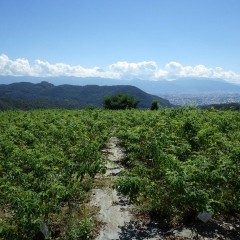 北関東地方に甚大な被害を出した台風一過、気温は一気に31℃まで上昇