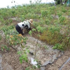 ローズ畑では除草作業が続いています