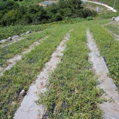 1ヶ月前に除草のしたはずのカモマイル・ジャーマン畑は草だらけ