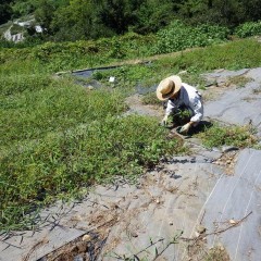 秋なのに気温31℃の真夏日に汗だくになりながらの作業です