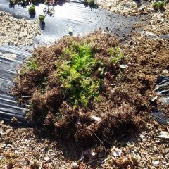 雑草除けにマルチを張って植えたカモマイル・ローマン