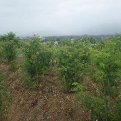 六月六日に雨ざあざあ降って来て、関東甲信地方は梅雨入りしました　　事務局前のローズは咲き終わりました