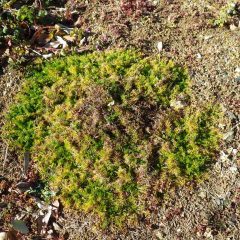 マルチを張らなかった株は寒さで葉が変色しているものの、伸びた茎の先端までしっかり根を張って生きています