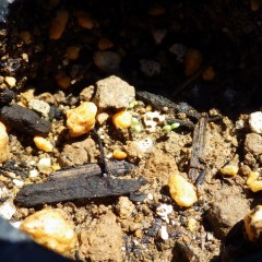 マルチの穴の中では9月7日に蒔いた種が発芽していました