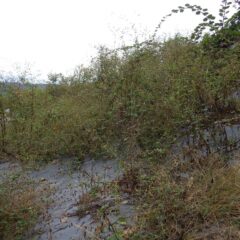 何処も彼処も草だらけでブルーベリーとキウイも背丈を超える雑草で見えなくなってしまいました