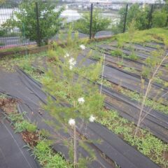 雨の降る中でティートゥリーの花が咲きました