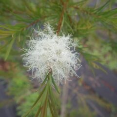 ティートゥリーの花