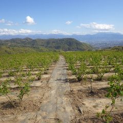 晴れ渡った農場のローズ畑