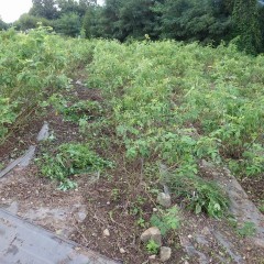 同時進行でローズの除草も行われています