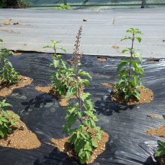 中には花穂が伸びて来た株もあります