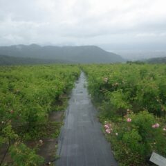 雨が強いので本日のローズ収穫作業は中止となりました