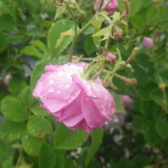 折角咲いたのに雨に打たれて可哀想なローズの花