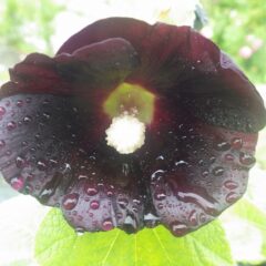 ブラックマロウの花も雨に打たれています