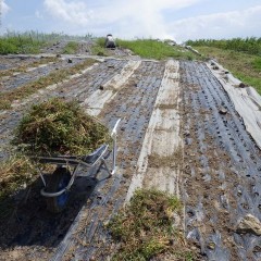 除草の終わった畑の草片付けをして種蒔き準備