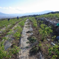 ローズ畑では今日も除草作業が続けられています