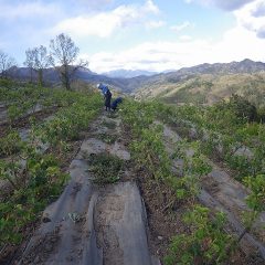 除草作業は日が傾くまで続きます
