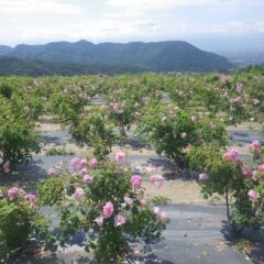 咲かせた花を摘み取られる事なく最後まで咲かせているローズ