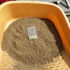 小さな種を培養土に混ぜてマルチの穴に蒔きます