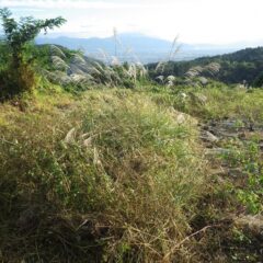 ローズ畑の周りも押し寄せた雑草で境が分からずススキが穂を出し先が見えません