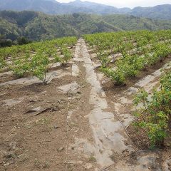 ボロボロになった通路の防草シート張り替え