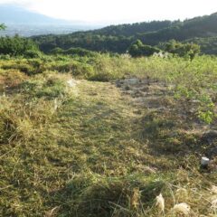 何とか雑草との緩衝帯を確保