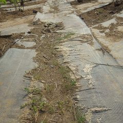 擦り切れて地面が露出して雑草も生えています