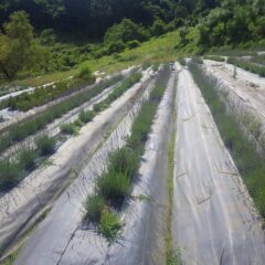 沢山の花穂を伸ばしています