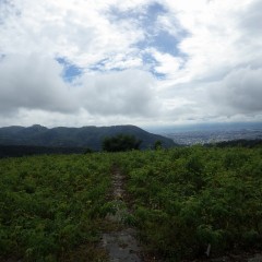 朝まで降っていた雨は上がったもののぐずついた天気が続いています