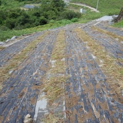 除草作業が終わったカモマイル・ジャーマン畑