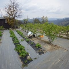 伸びて来た新枝を傷つけないように除草しています