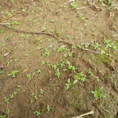 雑草に混ざってこぼれ種だけで発芽し始めました