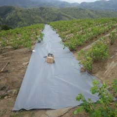 防草シート張り替え作業終了