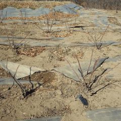 ローズ畑がイノシシに荒らされ防草シートも破られてしまいました
