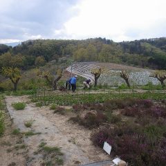 農場の除草作業は夕方まで続けられています