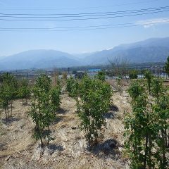 夏のような日差しの事務局前のローズ畑