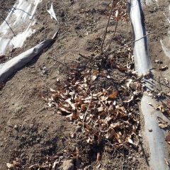 イノシシがローズの根元を掘り返した穴に落ち葉が貯まっています