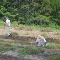 ラベンダーの収穫を前に畑の除草作業が行われています