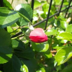 つるバラは花弁が開く寸前です